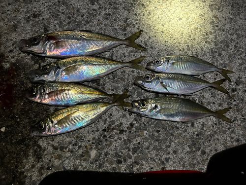 アジの釣果