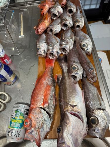 アカムツの釣果