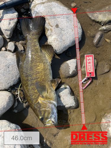スモールマウスバスの釣果