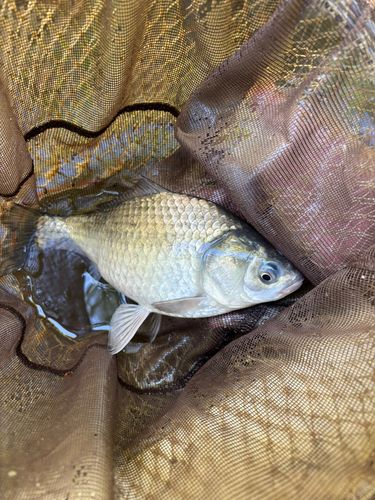 ヘラブナの釣果