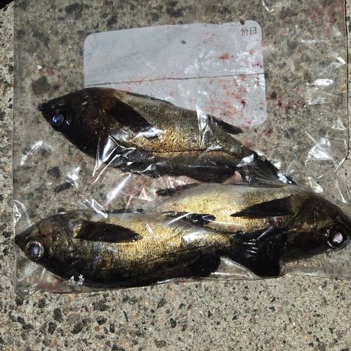 クロメバルの釣果