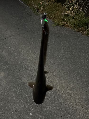 ナマズの釣果