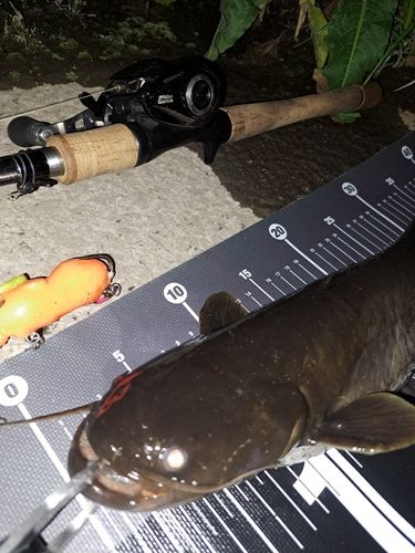 ナマズの釣果
