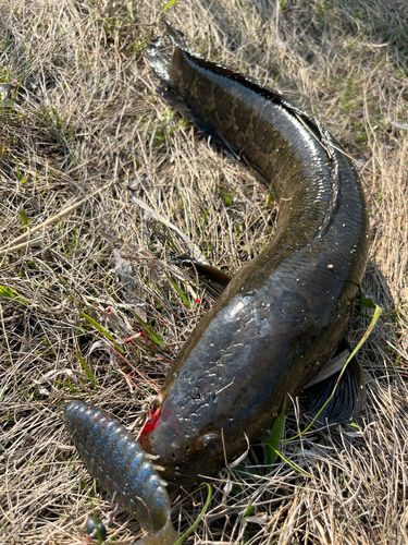 ライギョの釣果