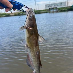 チャネルキャットフィッシュ