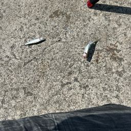 カタクチイワシ