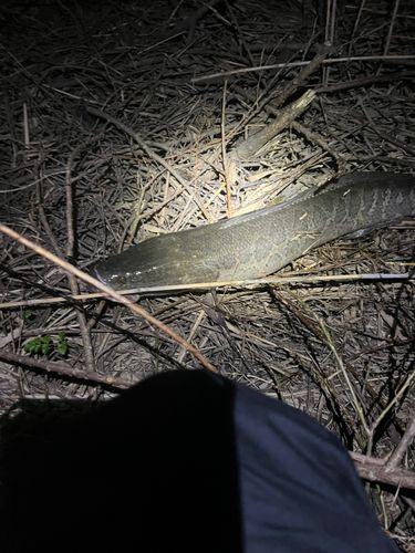 ライギョの釣果