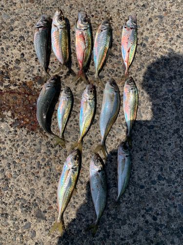 アジの釣果