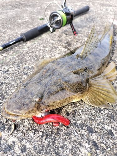 マゴチの釣果
