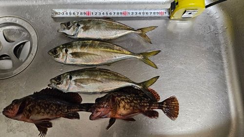 マアジの釣果
