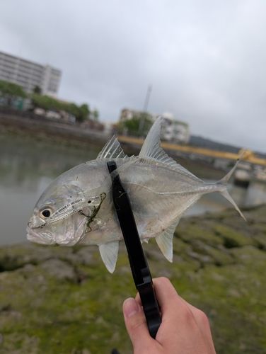 メッキの釣果