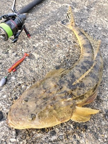 マゴチの釣果