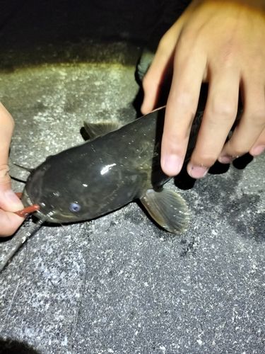 ナマズの釣果