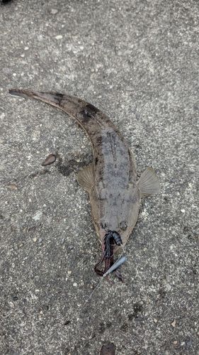 マゴチの釣果
