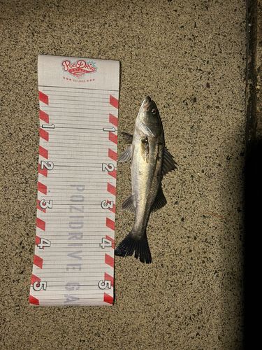 セイゴ（マルスズキ）の釣果