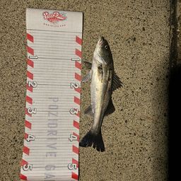 セイゴ（マルスズキ）