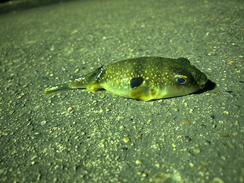 フグの釣果