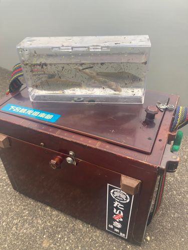 クチボソの釣果