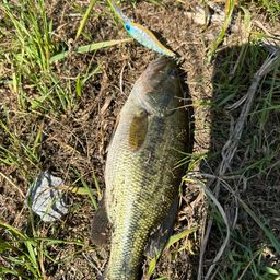 ラージマウスバス