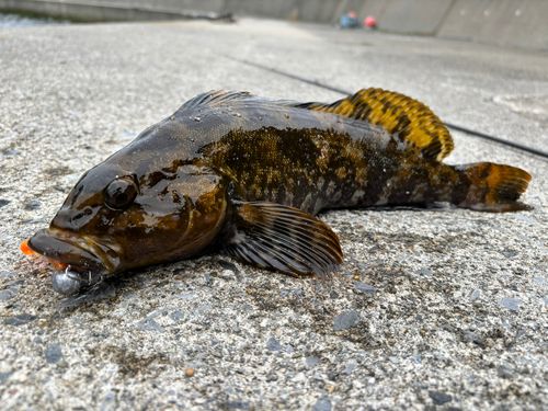 アブラコの釣果