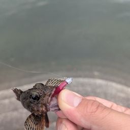 カサゴ