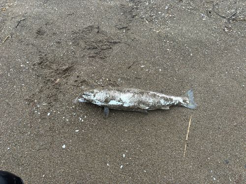 サクラマスの釣果