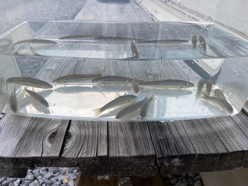 ホンモロコの釣果