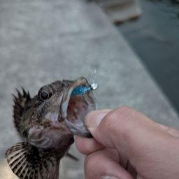 カサゴ