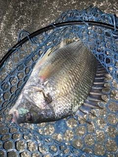 キビレの釣果