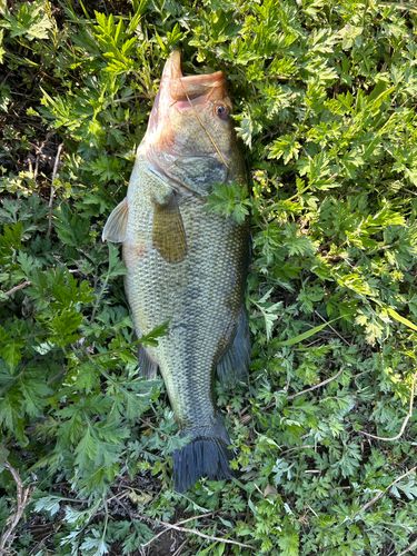 ラージマウスバスの釣果