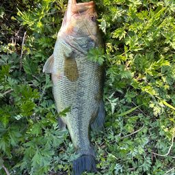 ラージマウスバス