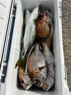 マダイの釣果