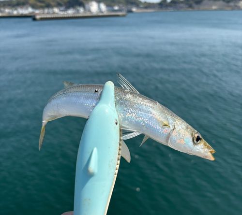 カマスの釣果