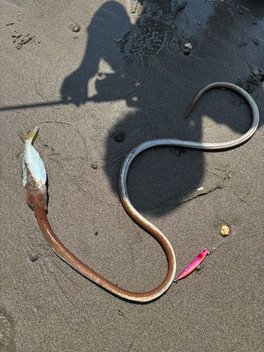 ダイナンウミヘビの釣果