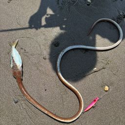 ダイナンウミヘビ