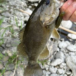 スモールマウスバス