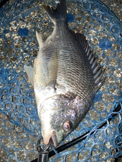 キビレの釣果