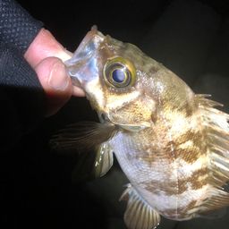 メバル