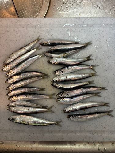 イワシの釣果