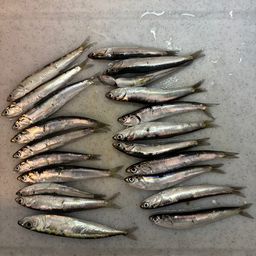 イワシ