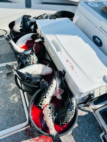 トラフグの釣果