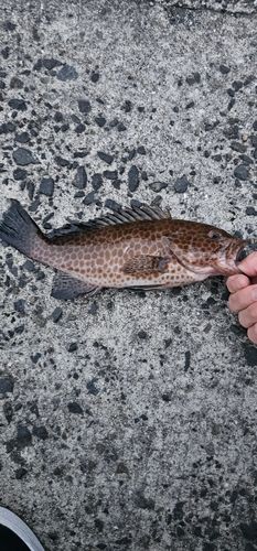 オオモンハタの釣果