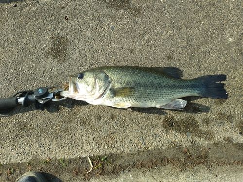ラージマウスバスの釣果
