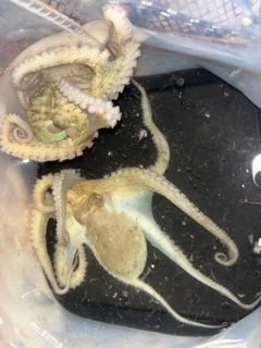 タコの釣果