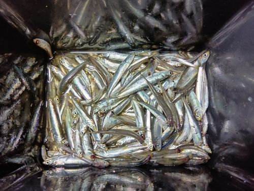 カタクチイワシ