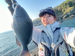 オナガグレの釣果