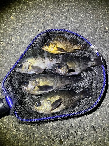 メバルの釣果