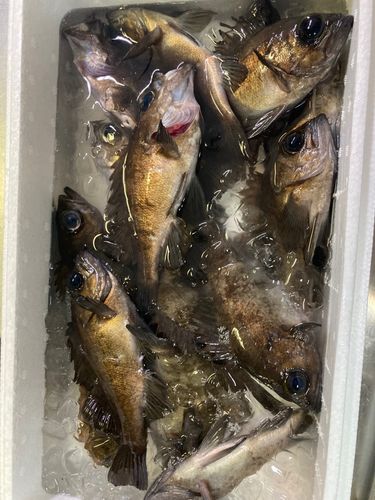 メバルの釣果