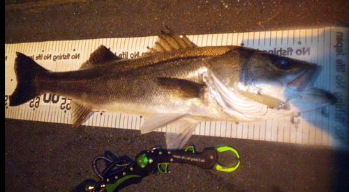 シーバスの釣果