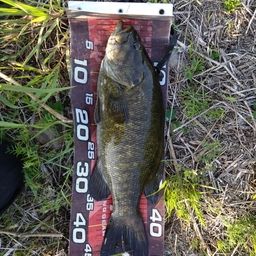 スモールマウスバス